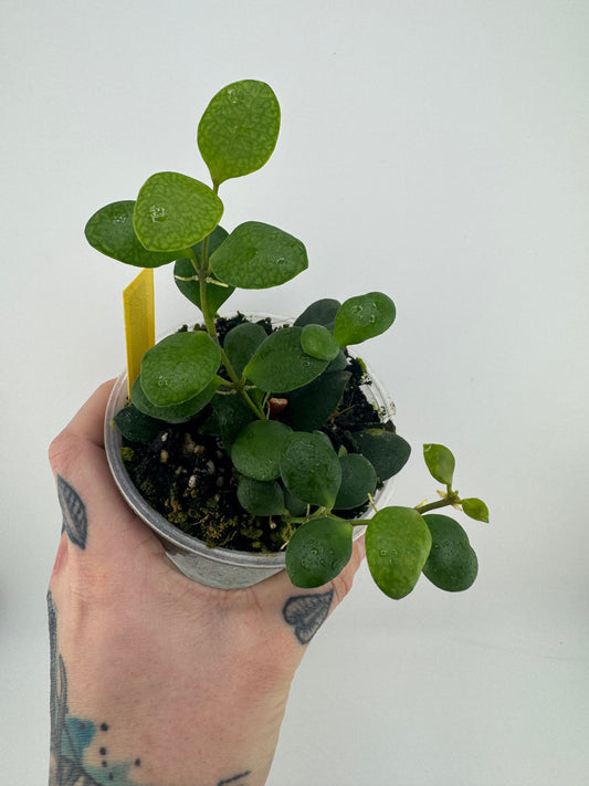 Hoya Huschkeliana yellow flower
