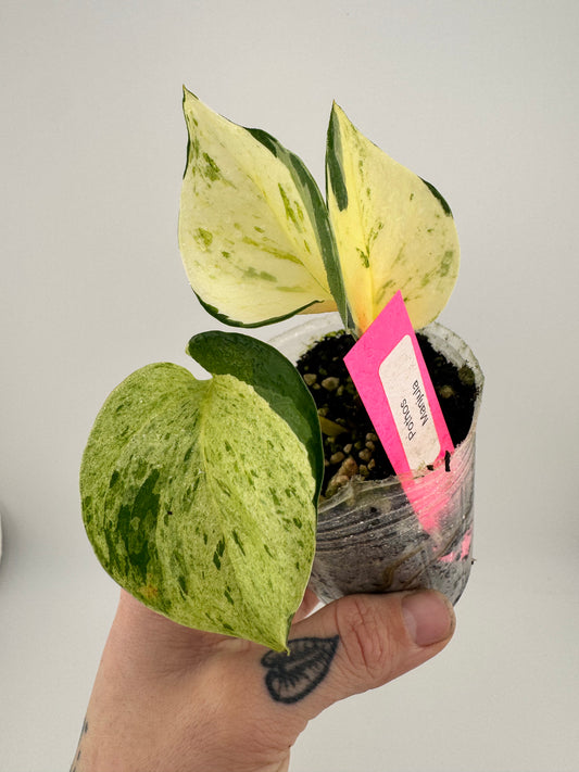 Pothos ‘manjula’ variegated