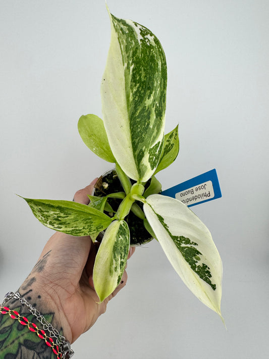Philodendron Jose Buono