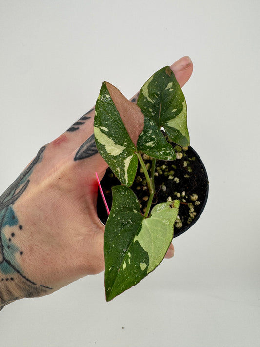 Syngonium Variegated Red Spot Tricolor