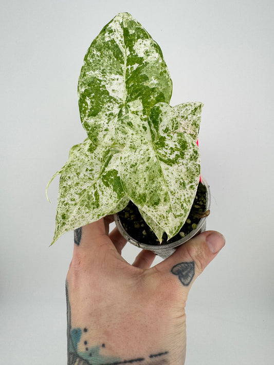 Alocasia Batik Variegated