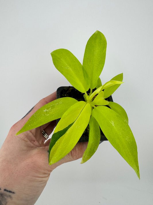 Philodendron Thai sunrise