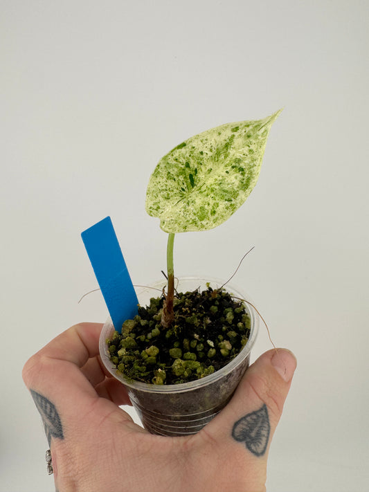 Variegated Alocasia Dragon Scale ‘Mint’