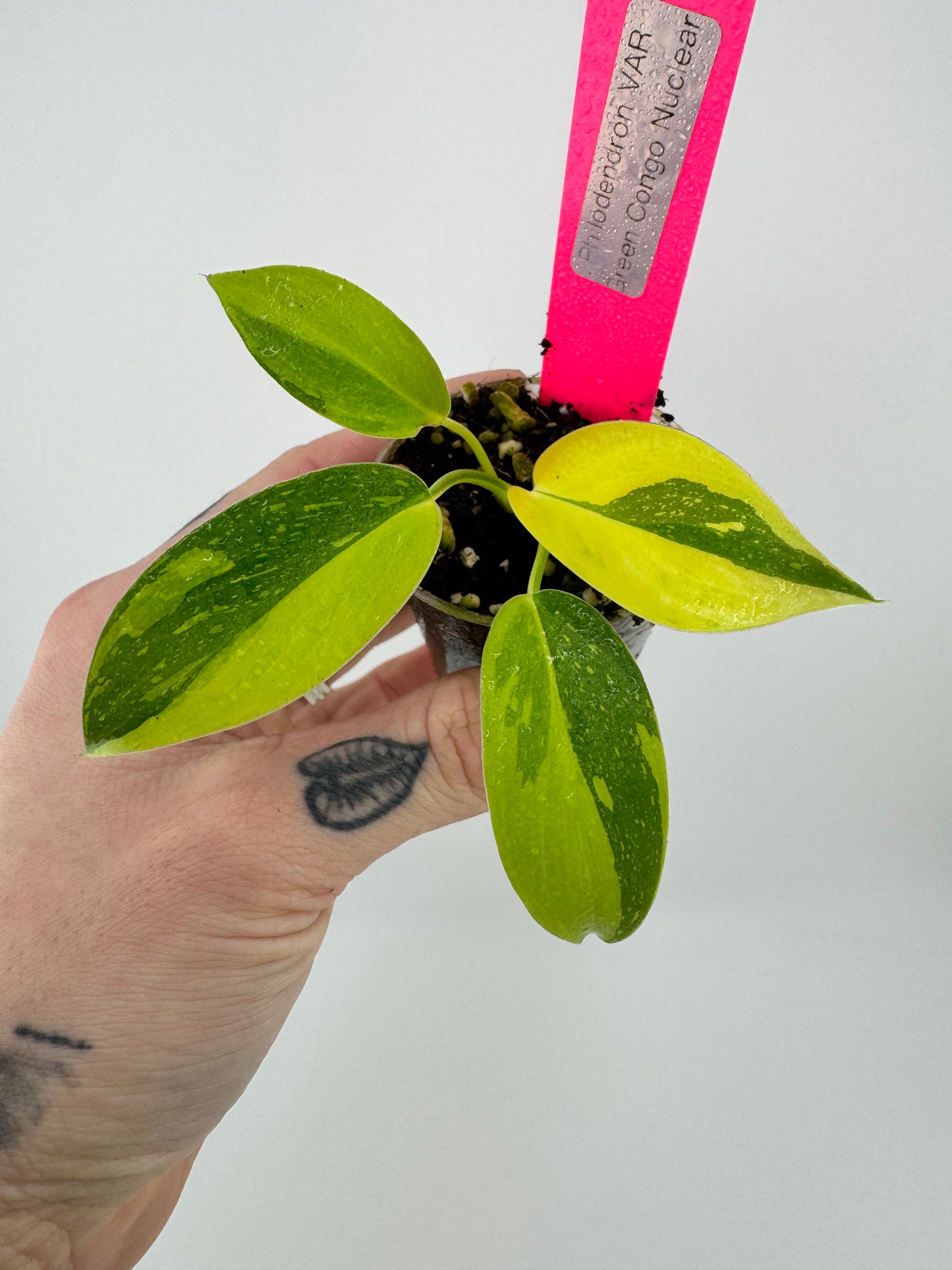 Philodendron variegated Green Congo nuclear