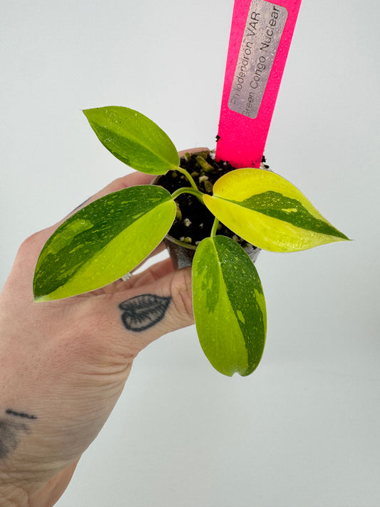 Philodendron variegated Green Congo nuclear