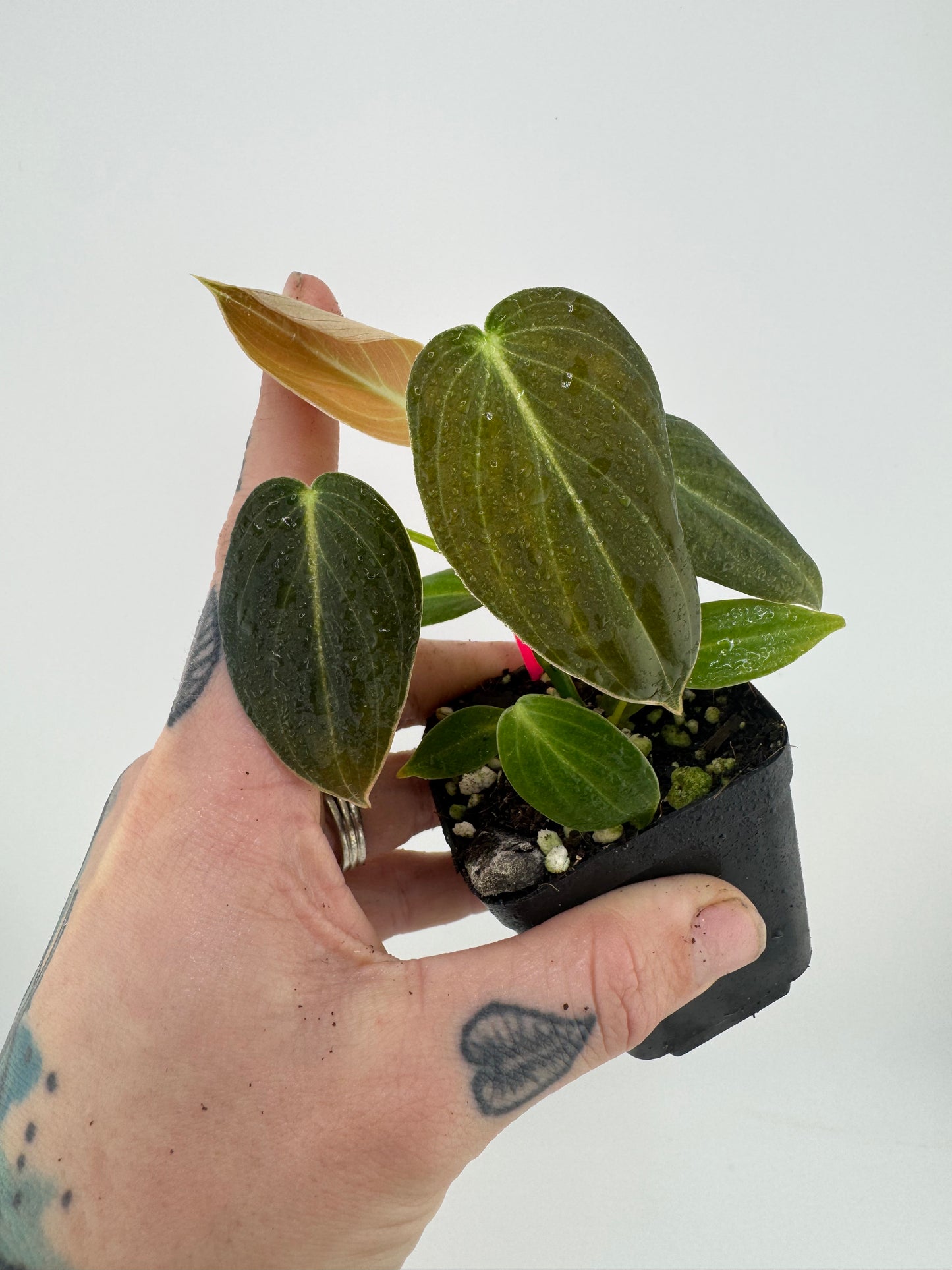 Philodendron Melanocrysum