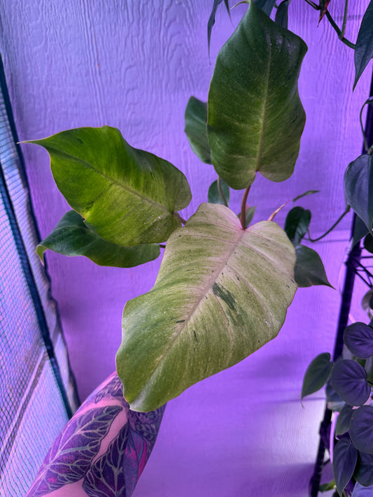 Philodendron Snowdrift