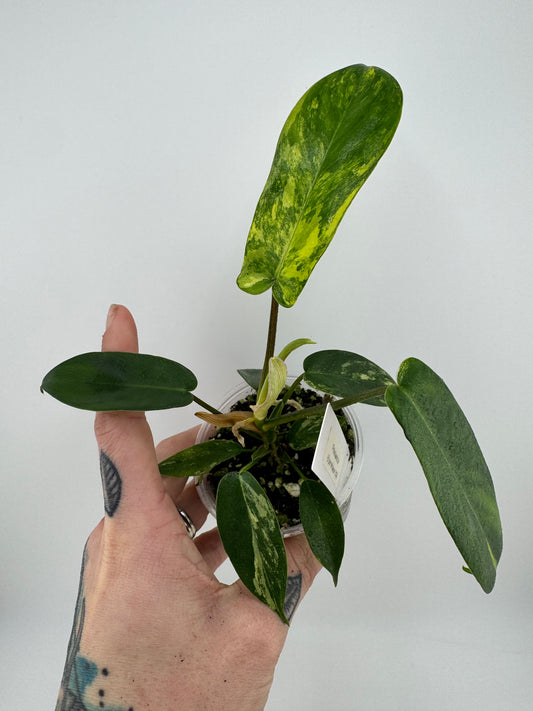 Philodendron Florida Beauty Variegated #1