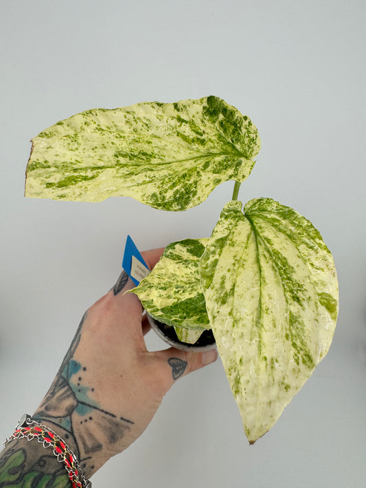 Amydrium Zippelianum Variegated