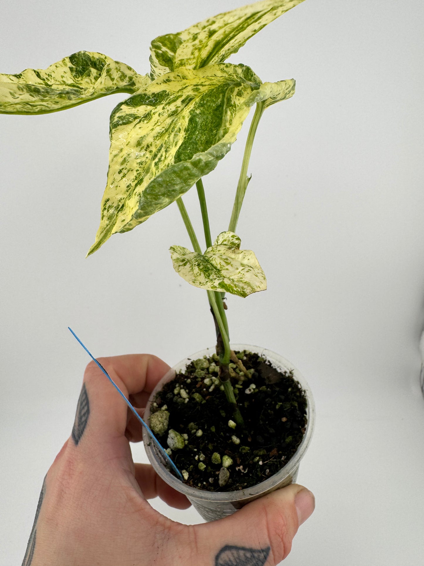 Amydrium Zippelianum Variegated