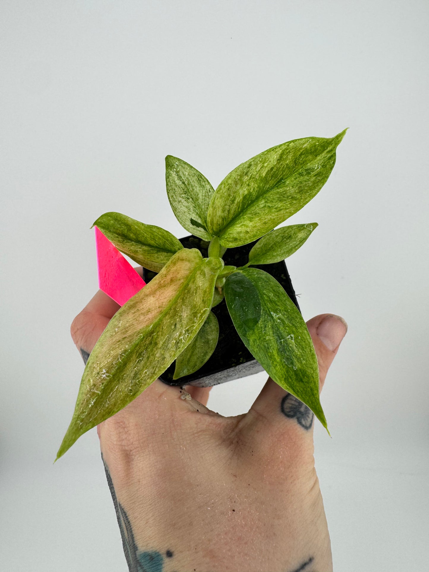 Philodendron Variegated Subhastum