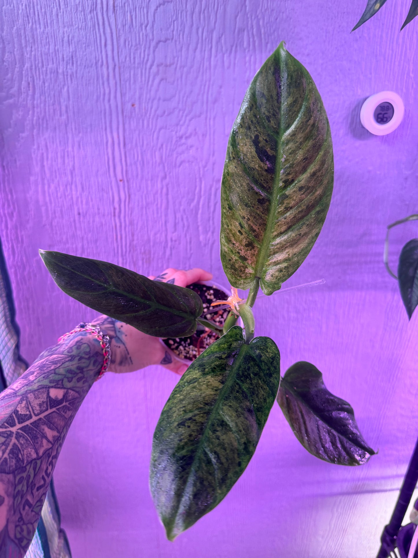 Philodendron Variegated Subhastum