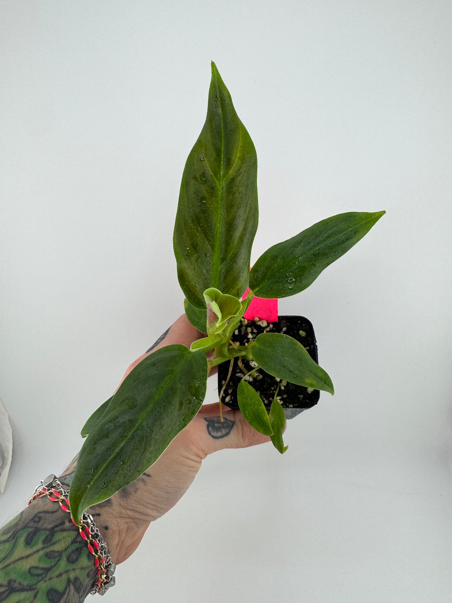 Philodendron Subhastum