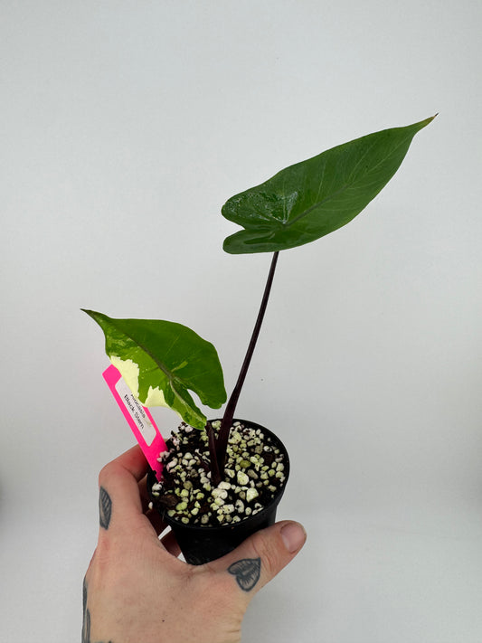 Alocasia Black Stem Variegated