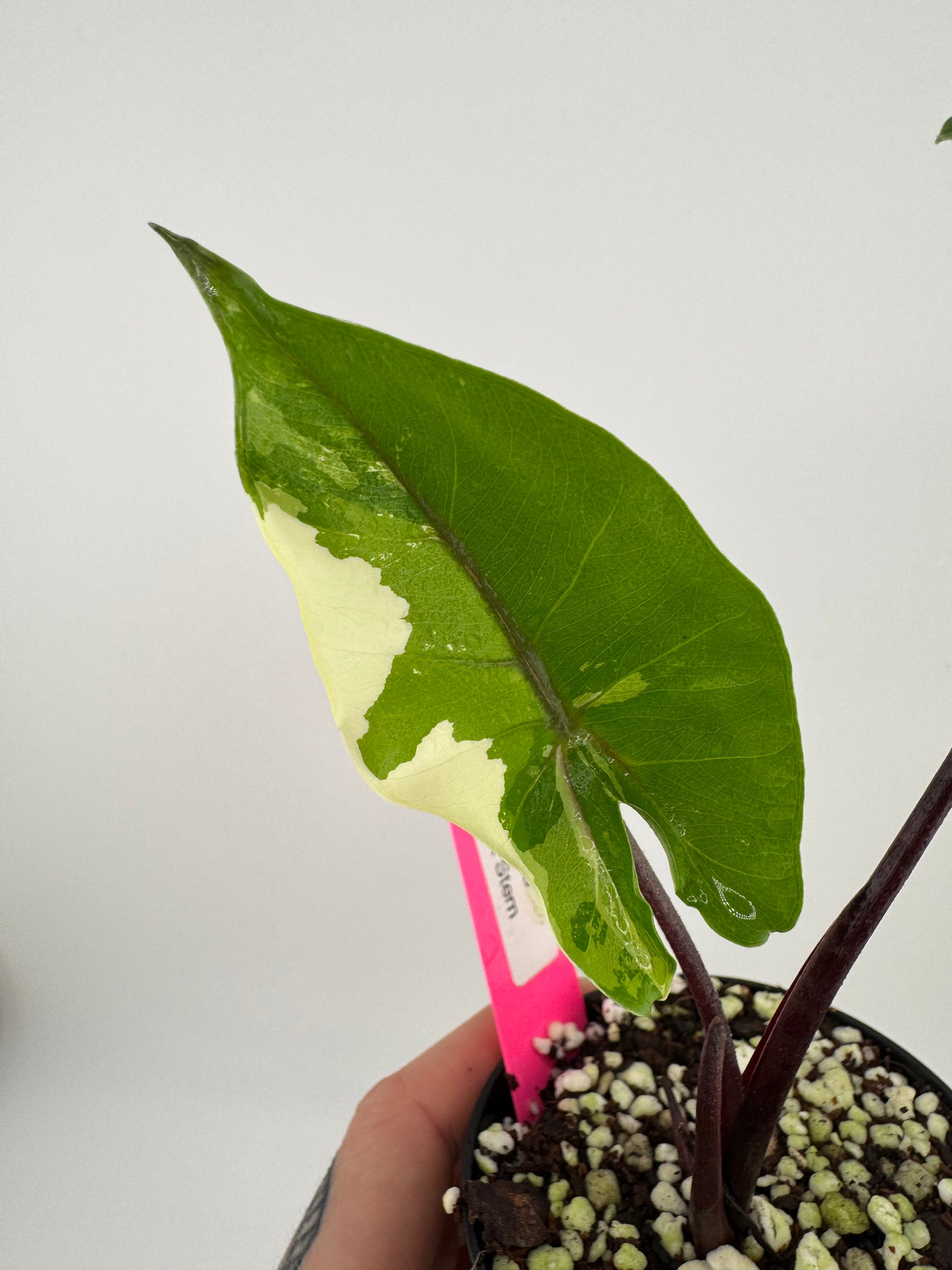 Alocasia Black Stem Variegated