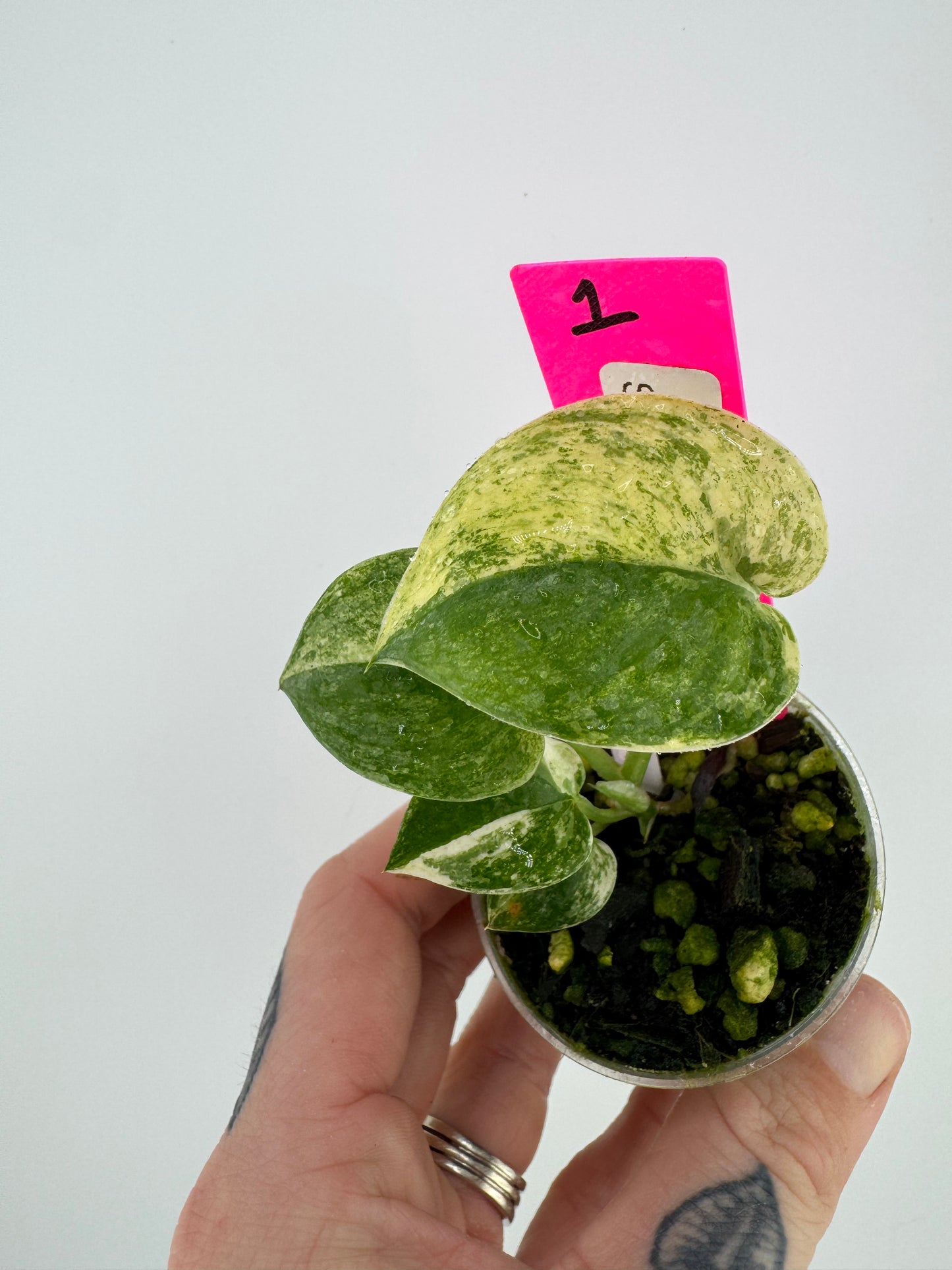 Scindapsus variegated Silver Splash #1