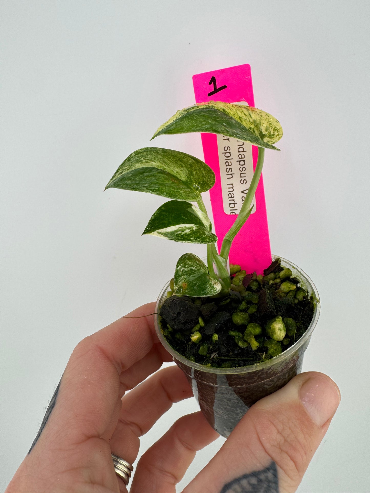 Scindapsus variegated Silver Splash #1