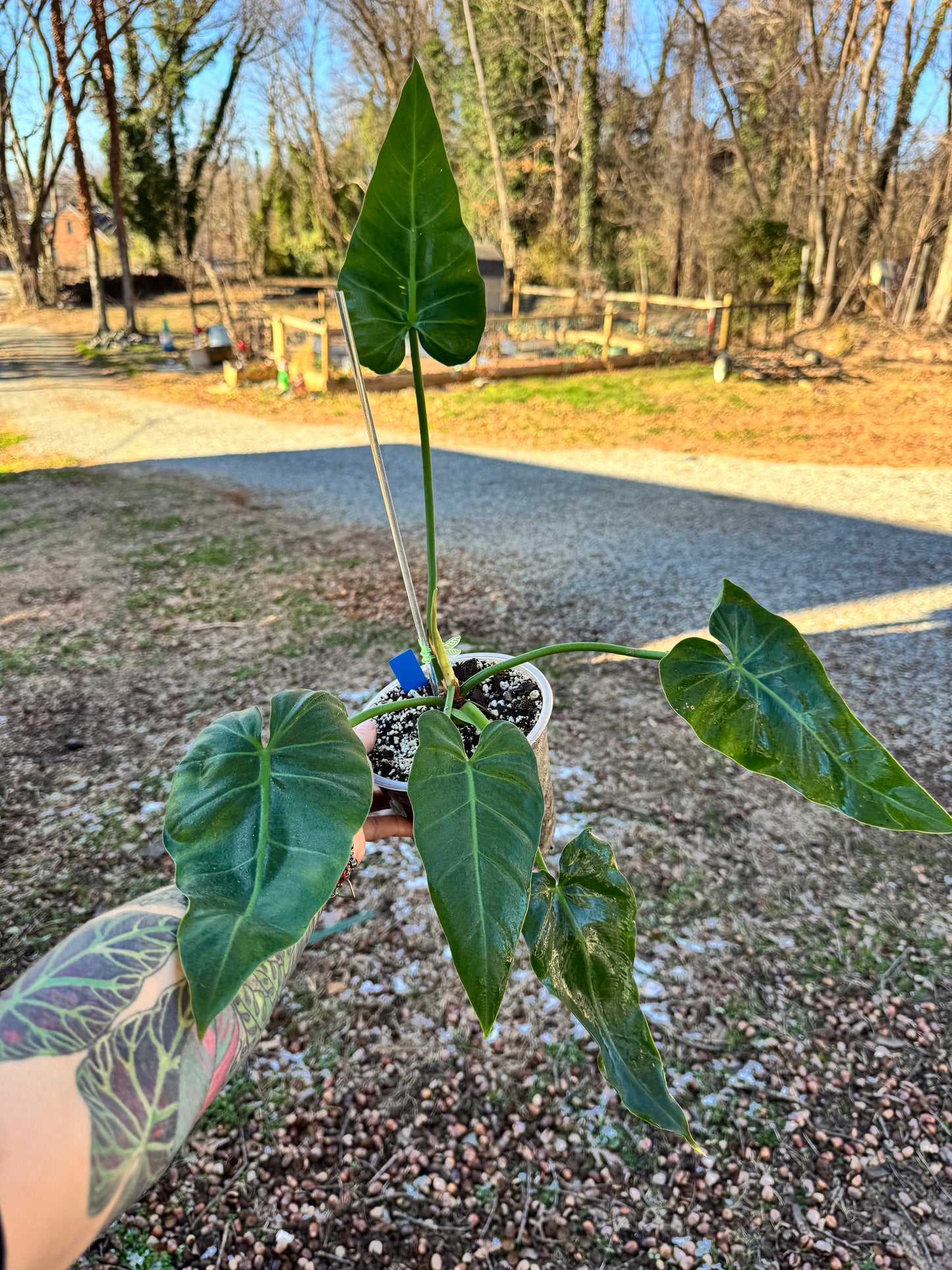 Philodendron. Maximum