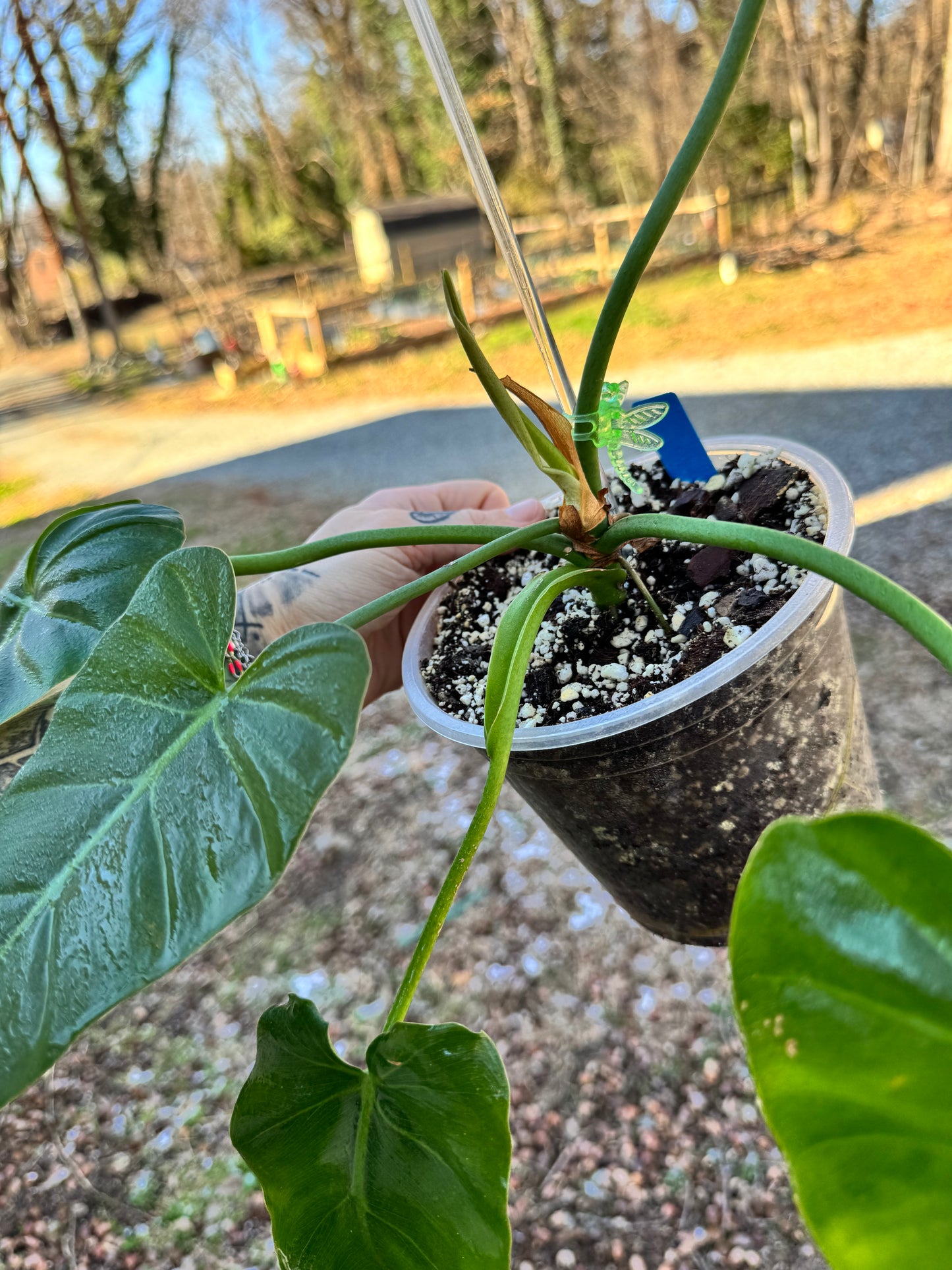 Philodendron. Maximum