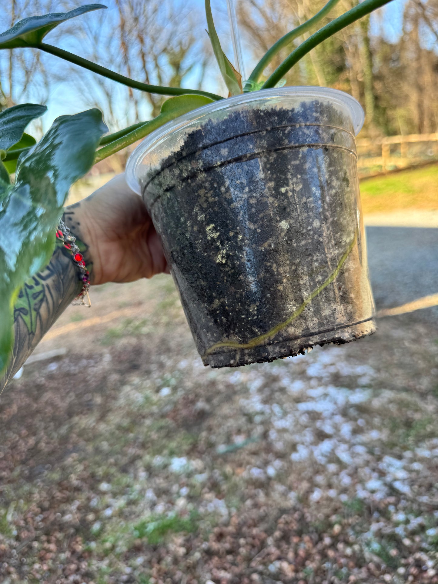 Philodendron. Maximum