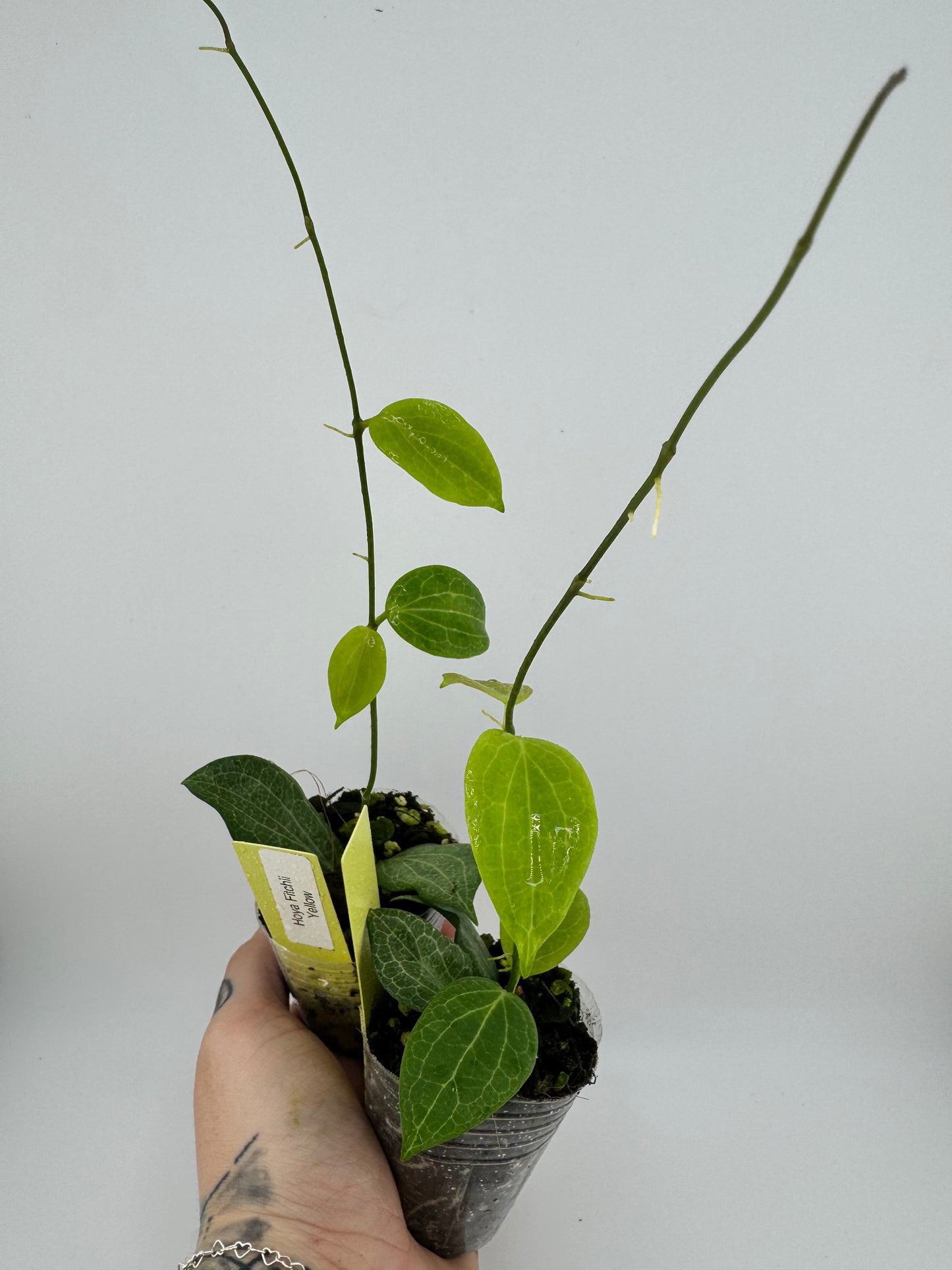 Hoya Fitchii Yellow Flower