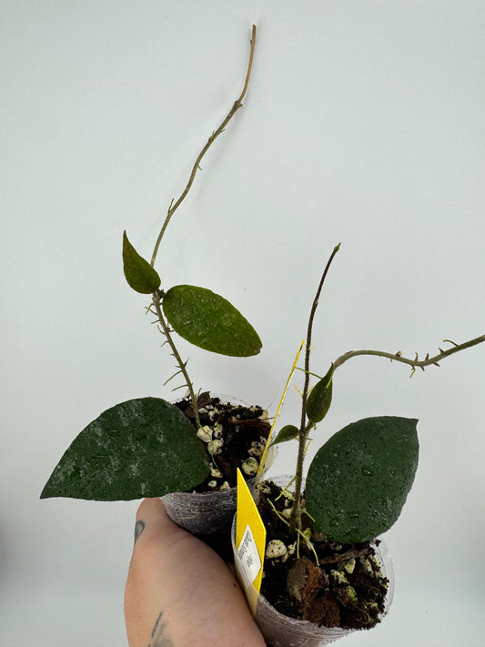 Hoya Cauda Sumatra