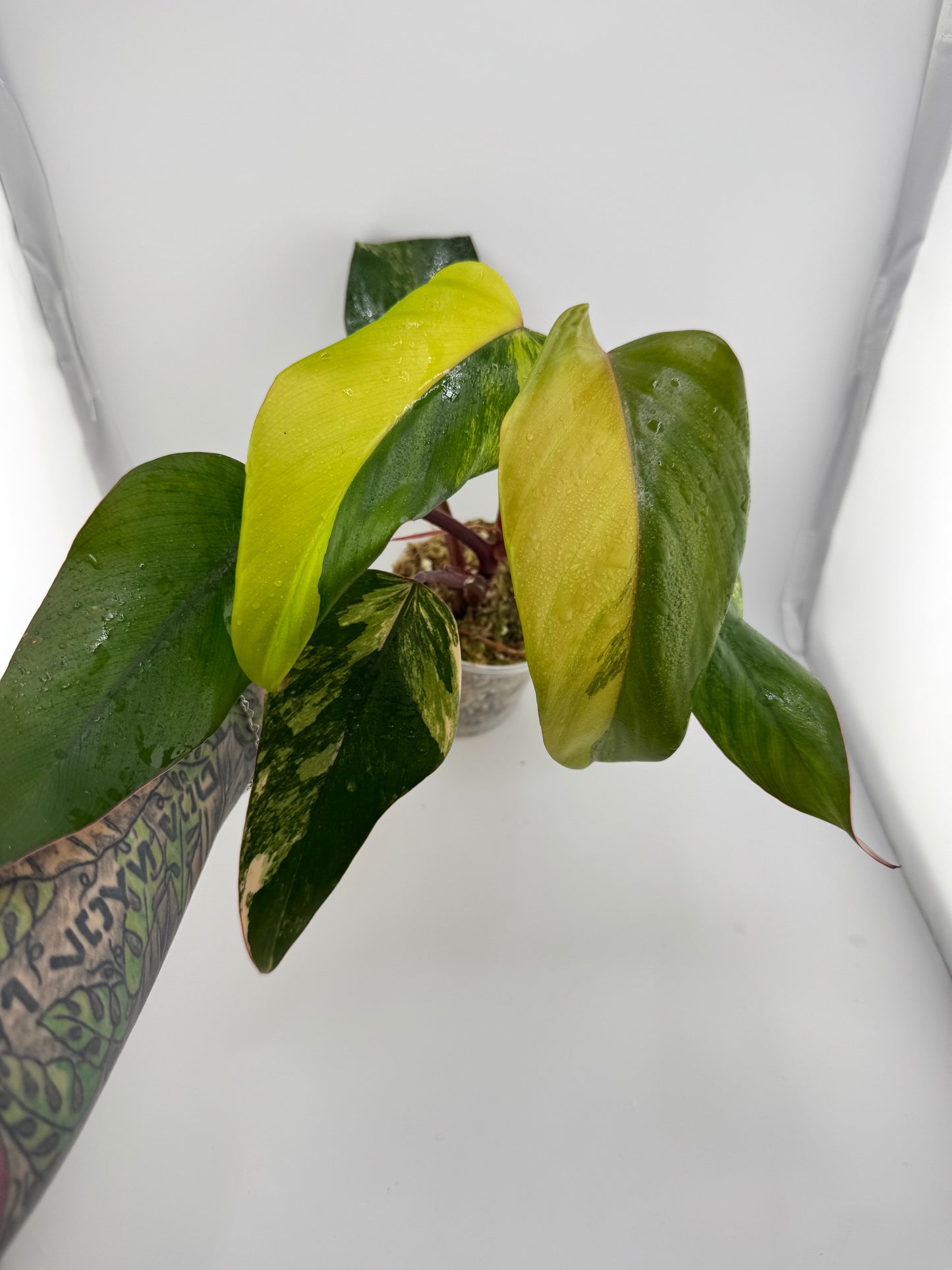 Philodendron Variegated Strawberry Shake #1