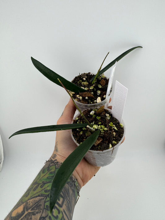 Hoya shepherdii