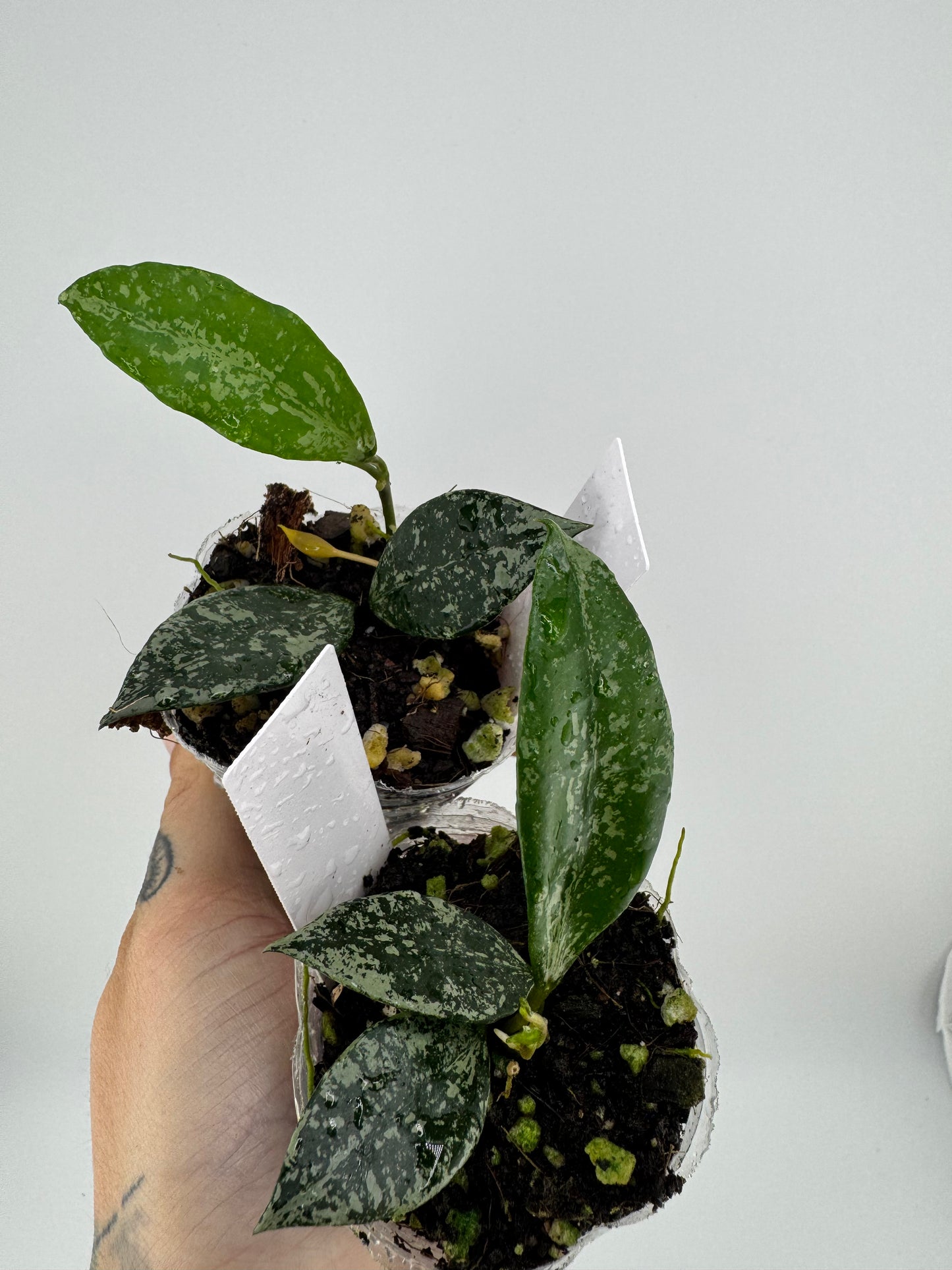 Hoya lacunosa ‘silver’