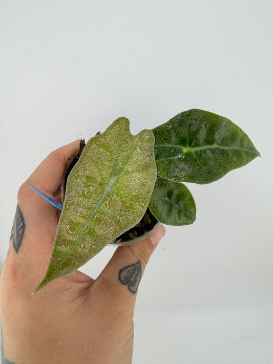 Alocasia Amazonica Pink Polly Ghost