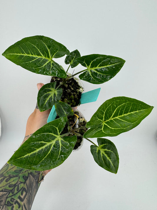 Syngonium podophyllum