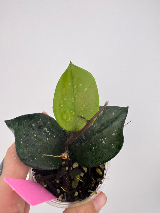 Hoya Carnosa ‘Snowball’