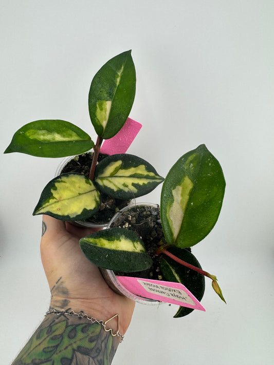 Hoya carnosa exotica tricolor
