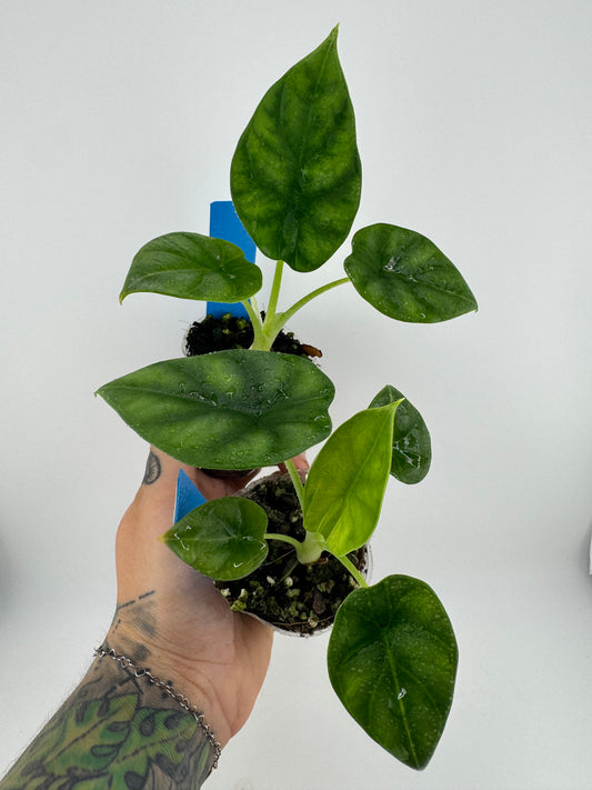 Alocasia Dragon Scale