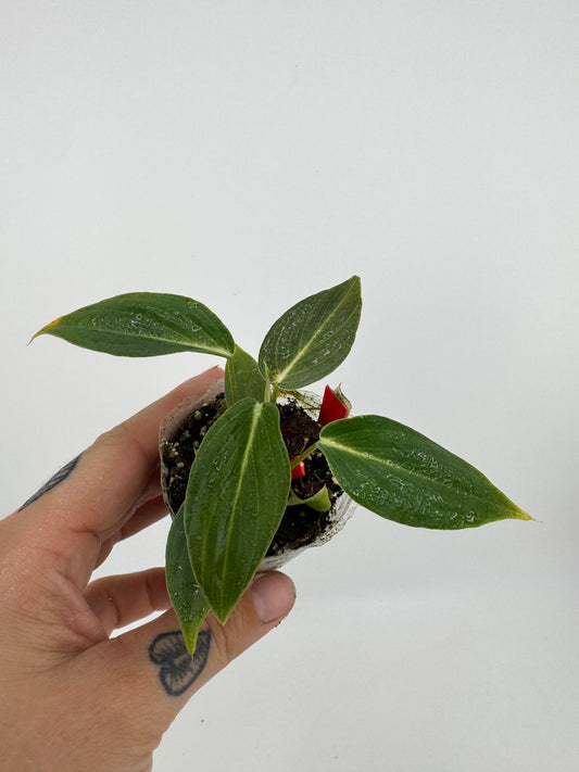 Philodendron Glorious  (melanocrysm x gloriosum)