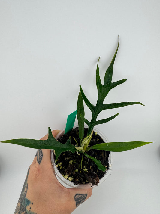 Philodendron Tortum