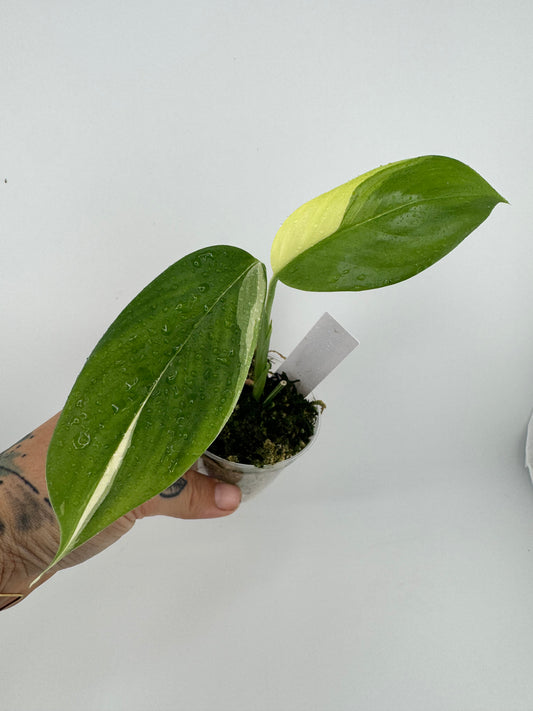 Scindapsus variegated Blue Albo #1