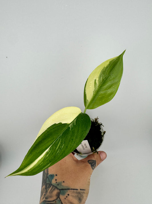 Scindapsus variegated Blue Albo #2