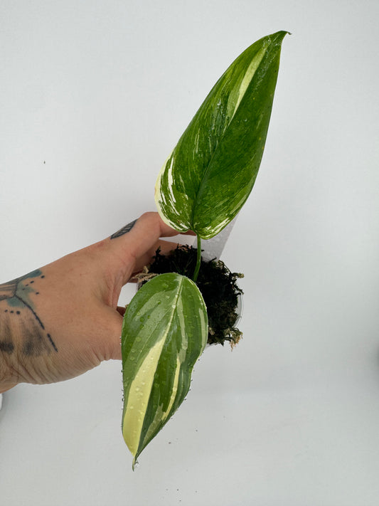 Scindapsus variegated Blue Albo #3