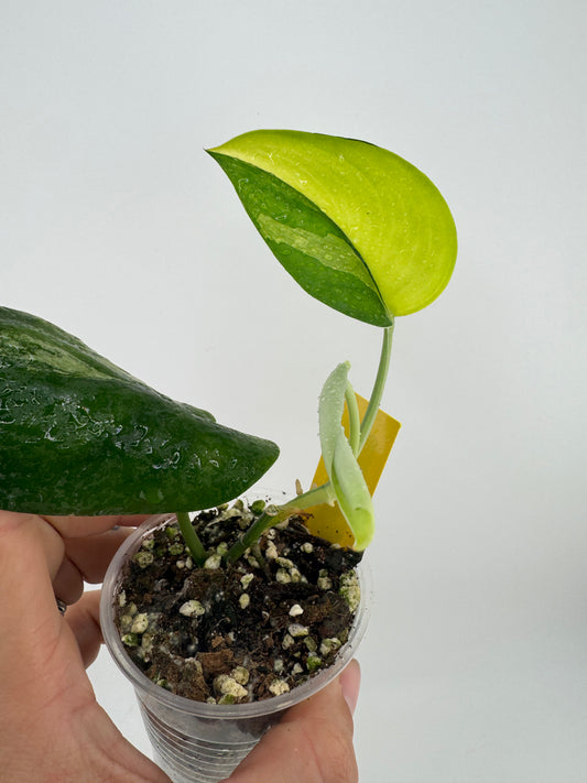 Scindapsus Jade Satin ‘Aurea’ variegated #2