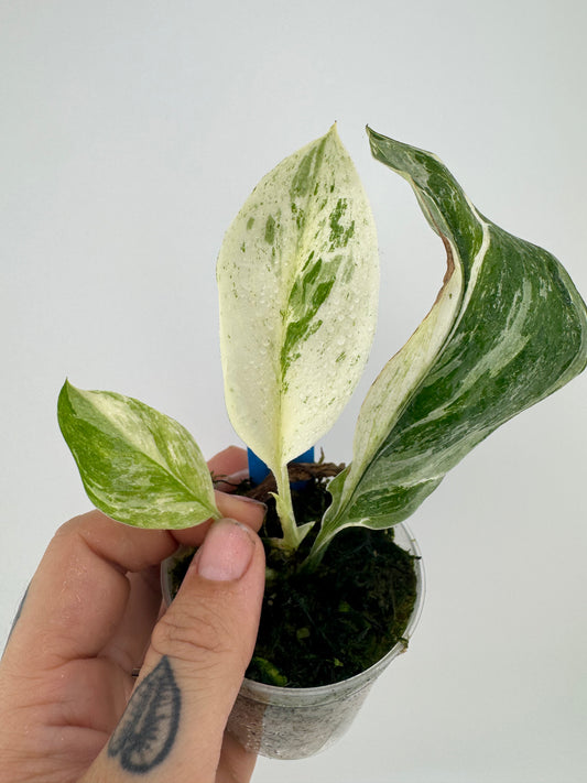 Scindapsus Treubii Moonlight ‘mint’ variegated