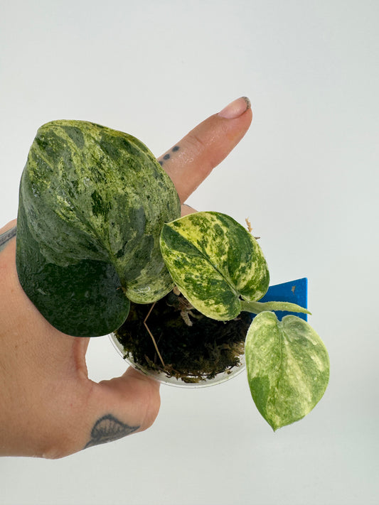 Scindapsus Variegated Mangurai #2