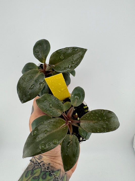 Philodendron Black Cardinal