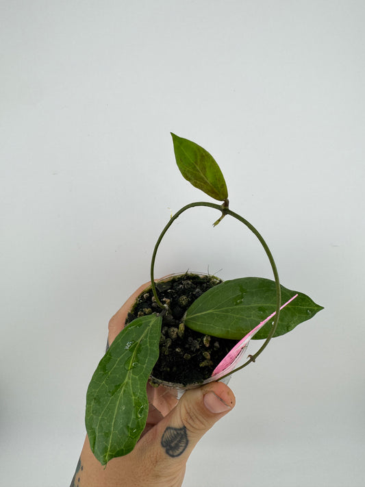 Hoya Camphorifolia
