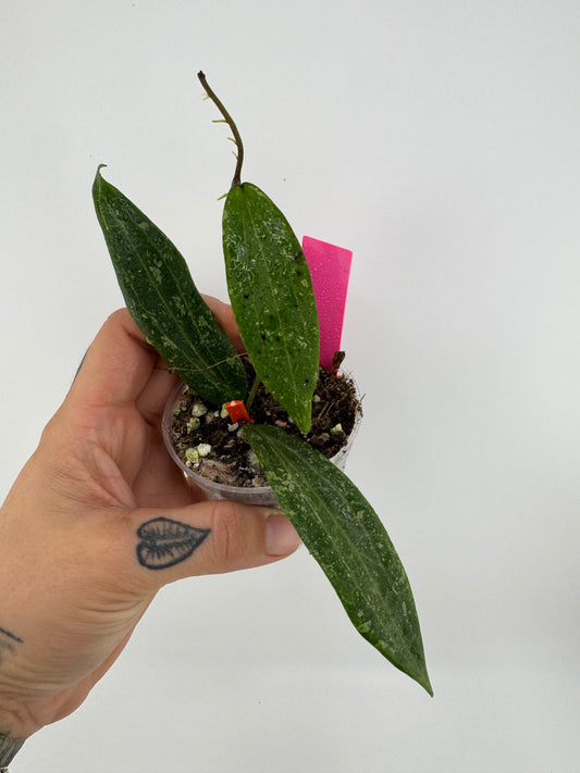Hoya Wibergiae