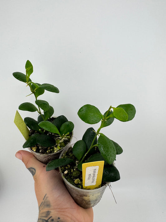 Hoya Huschkeliana yellow flower