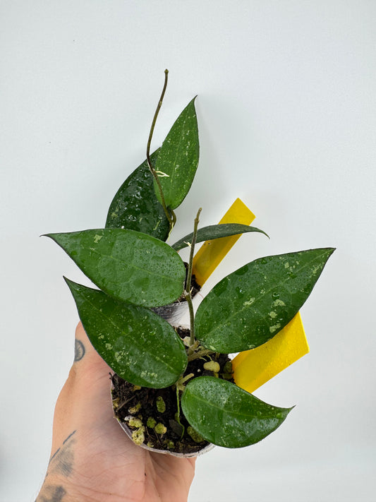 Hoya Parasitica ‘Black Margin’