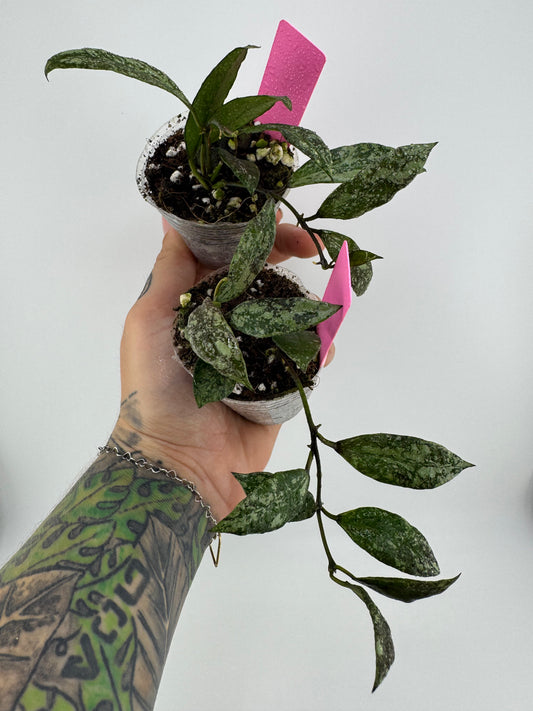 Hoya Lacunosa ‘snow caps’