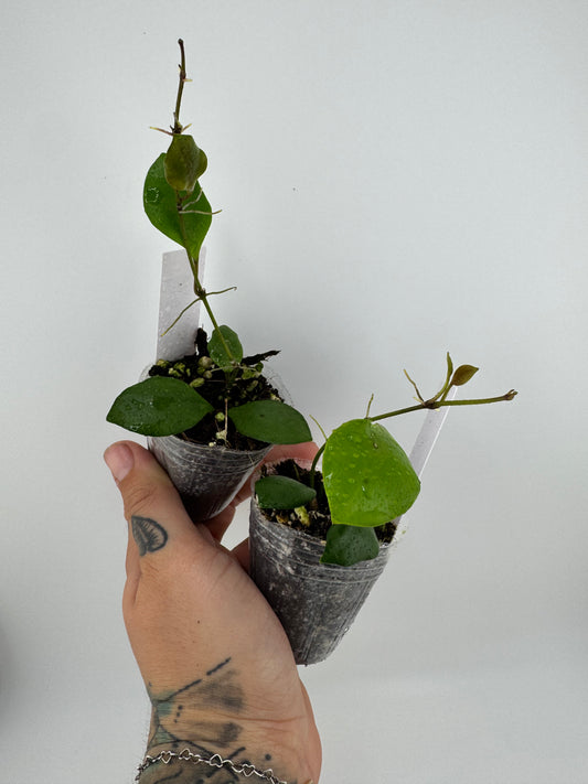 Hoya Brevialata