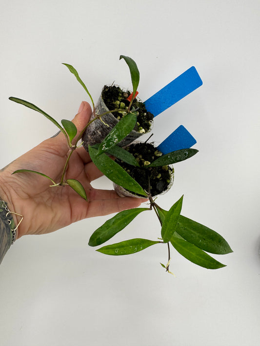 Hoya Pola